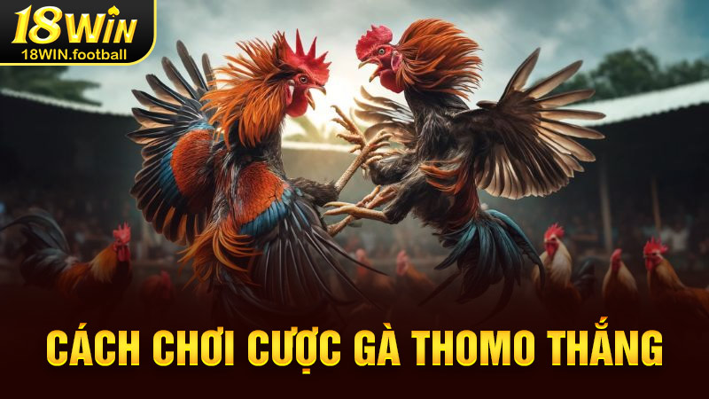 đá gà thomo